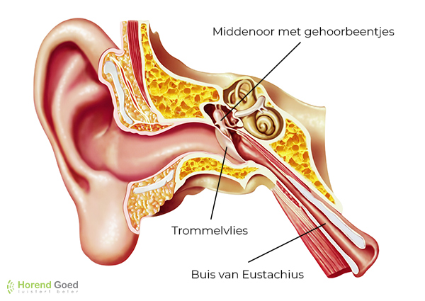 Eustachius